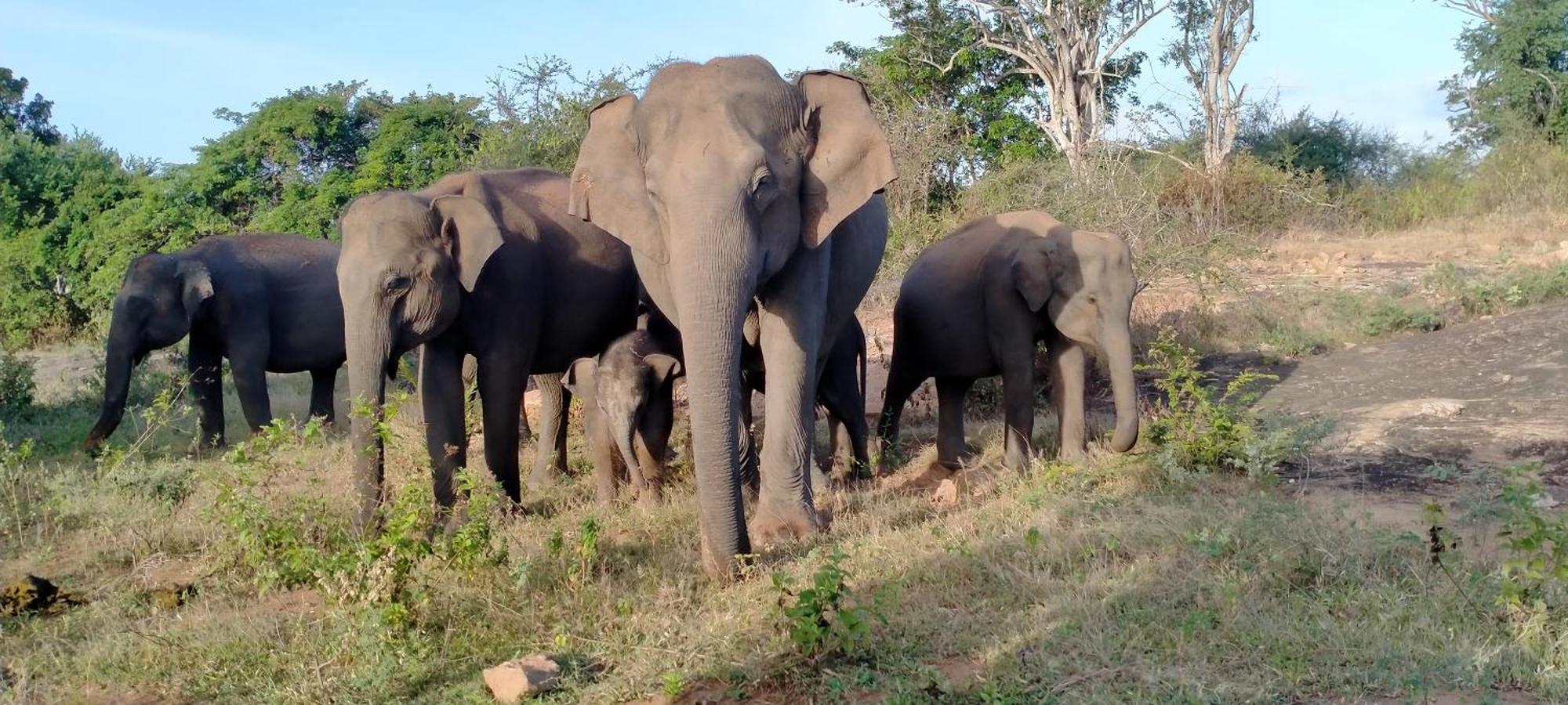 Share Safari Family Bungalow Udawalawe Zewnętrze zdjęcie